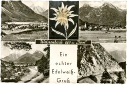 weissenbach am lech, multiansicht mit echtem edelweiß