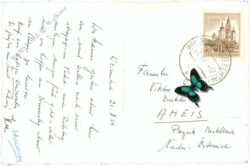 weissenbach am lech, multiansicht mit echtem edelweiß