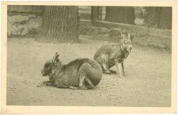 wien 13, schönbrunn, menagerie, mara