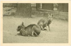 wien 13, schönbrunn, menagerie, mara