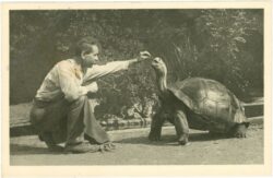 wien 13, schönbrunn, menagerie, elephantenschildkröte