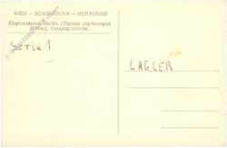 wien 13, schönbrunn, menagerie, elephantenschildkröte