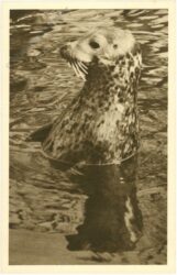 wien 13, schönbrunn, menagerie, seehund