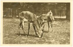 wien 13, schönbrunn, menagerie, moorantilope