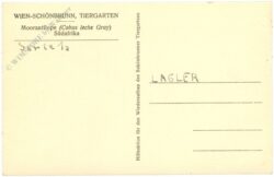 wien 13, schönbrunn, menagerie, moorantilope