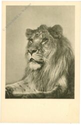 wien 13, schönbrunn, menagerie, löwe