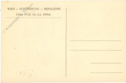 wien 13, schönbrunn, menagerie, löwe