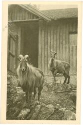 wien 13, schönbrunn, menagerie, tharziege