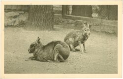 wien 13, schönbrunn, menagerie, mara