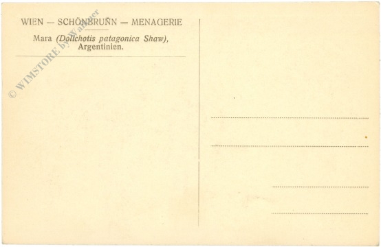wien 13, schönbrunn, menagerie, mara