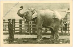 wien 13, schönbrunn, menagerie, indischer elefant