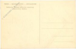 wien 13, schönbrunn, menagerie, indischer elefant