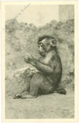 wien 13, schönbrunn, menagerie, schweinsaffe