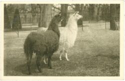 wien 13, schönbrunn, menagerie, lama