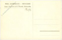 wien 13, schönbrunn, menagerie, lama