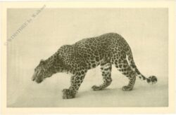 wien 13, schönbrunn, menagerie, leopard