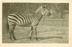 wien 13, schönbrunn, menagerie, zebra