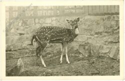 wien 13, schönbrunn, menagerie, axishirsch