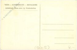 wien 13, schönbrunn, menagerie, axishirsch