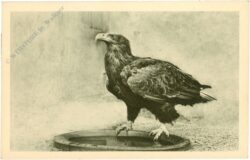 wien 13, schönbrunn, menagerie, seeadler