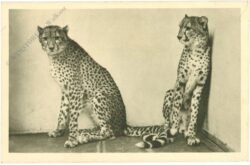 wien 13, schönbrunn, menagerie, gepard