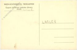 wien 13, schönbrunn, menagerie, gepard