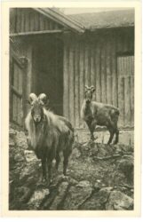 wien 13, schönbrunn, menagerie, tharziege