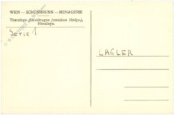 wien 13, schönbrunn, menagerie, tharziege