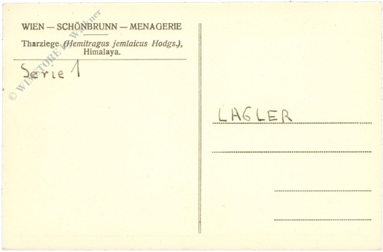 wien 13, schönbrunn, menagerie, tharziege