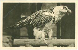 wien 13, schönbrunn, menagerie, bartgeier