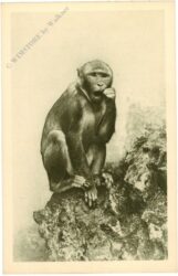wien 13, schönbrunn, menagerie, rhesus affe