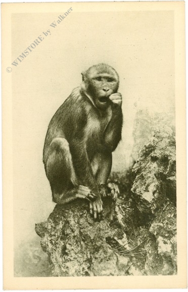 wien 13, schönbrunn, menagerie, rhesus affe wien 13, schönbrunn, menagerie, rhesus affe