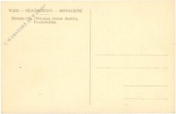 wien 13, schönbrunn, menagerie, rhesus affe