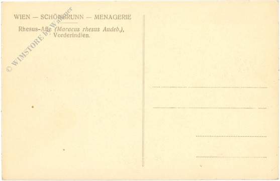 wien 13, schönbrunn, menagerie, rhesus affe