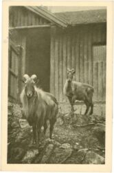 wien 13, schönbrunn, menagerie, tharziege