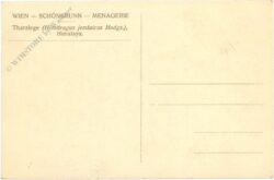 wien 13, schönbrunn, menagerie, tharziege