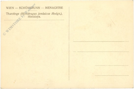 wien 13, schönbrunn, menagerie, tharziege