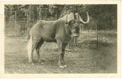 wien 13, schönbrunn, menagerie, weißschwanzgnu