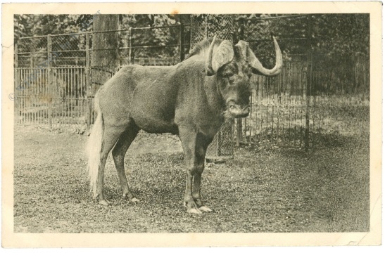 wien 13, schönbrunn, menagerie, weißschwanzgnu wien 13, schönbrunn, menagerie, weißschwanzgnu