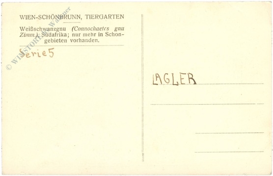 wien 13, schönbrunn, menagerie, weißschwanzgnu