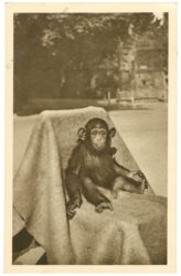 wien 13, schönbrunn, menagerie, guinea schimpanse