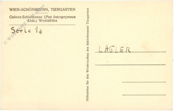 wien 13, schönbrunn, menagerie, guinea schimpanse