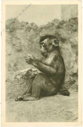 wien 13, schönbrunn, menagerie, schweinsaffe