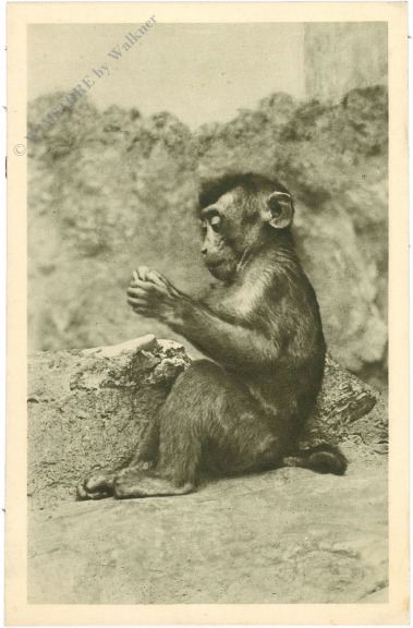 wien 13, schönbrunn, menagerie, schweinsaffe wien 13, schönbrunn, menagerie, schweinsaffe