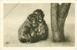 wien 13, schönbrunn, menagerie, dril