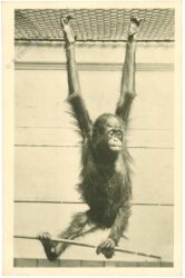 wien 13, schönbrunn, menagerie, orangutan