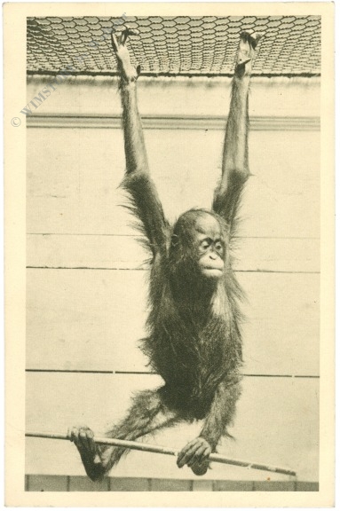 wien 13, schönbrunn, menagerie, orangutan wien 13, schönbrunn, menagerie, orangutan