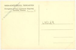 wien 13, schönbrunn, menagerie, orangutan