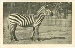 wien 13, schönbrunn, menagerie, zebra