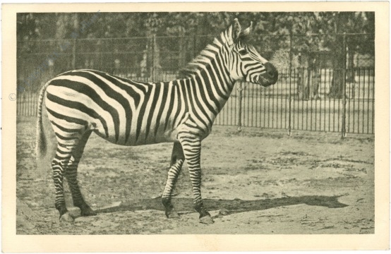 wien 13, schönbrunn, menagerie, zebra wien 13, schönbrunn, menagerie, zebra